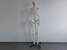 Модель скелета человека со стойкой на колесах 180 см